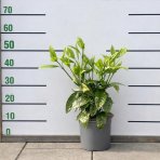 Aukuba japonská (Aucuba Japonica) ´CROTONIFOLIA´ - výška 45-55 cm, kont. C3L